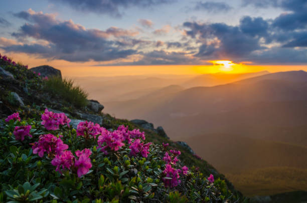 istock Rhododendron blossom in mountains 807556946