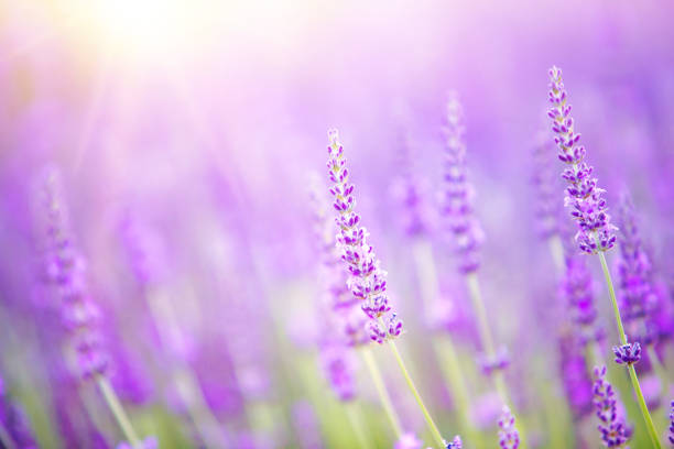istock Beautiful image of lavender field 807559376