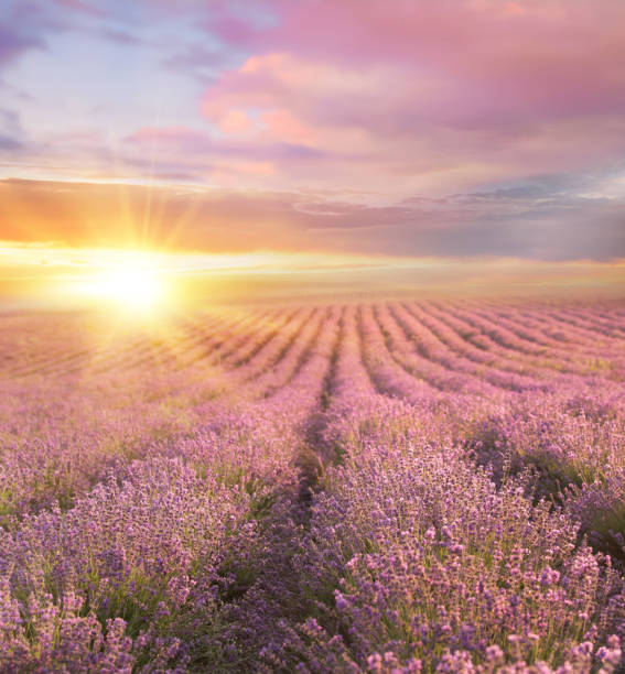 istock Sunset over a summer lavender field 807571422