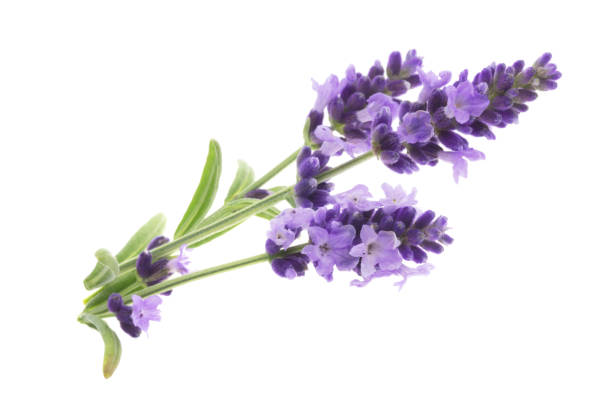istock The aromatherapy of lavender 807571736