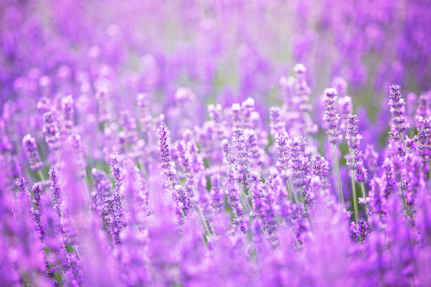 istock Beautiful image of lavender field over ummer sunset landscape 807572288