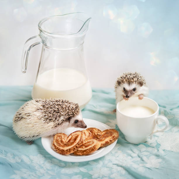 istock Funny hedgehogs near a mug of milk 807594932