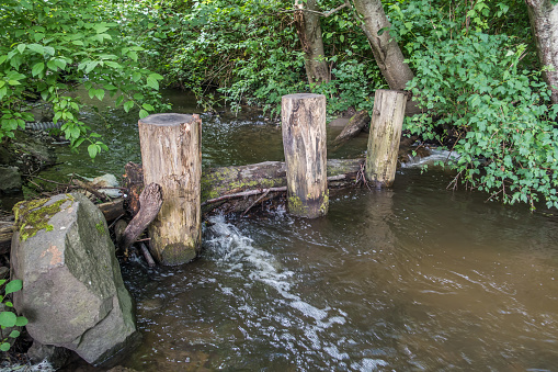 A view of three posts in a stream in Normandy Park, Washington.