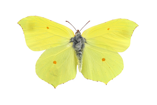 Mariposa de azufre común aislado en blanco photo