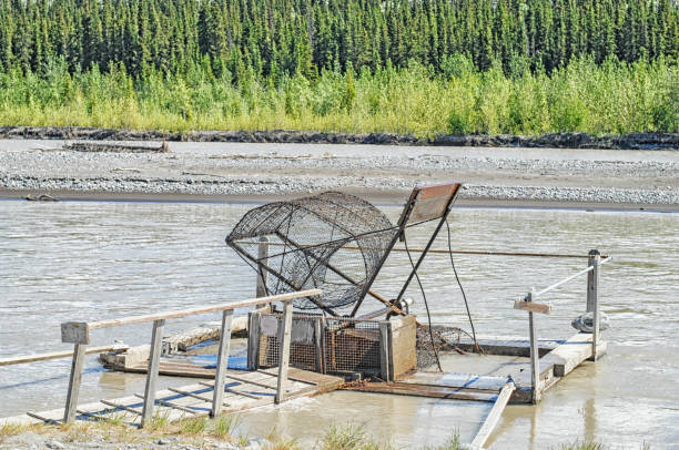 Alaska Fish Wheel Stock Photo - Download Image Now - Alaska - US State,  Animals In Captivity, Aspen Tree - iStock