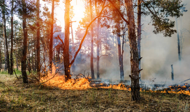 istock Forest Fire, Wildfire burning tree in red and orange color. 807663364