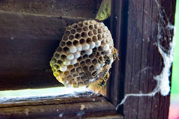 istock VESPIARY  IN THE wood window 807721088