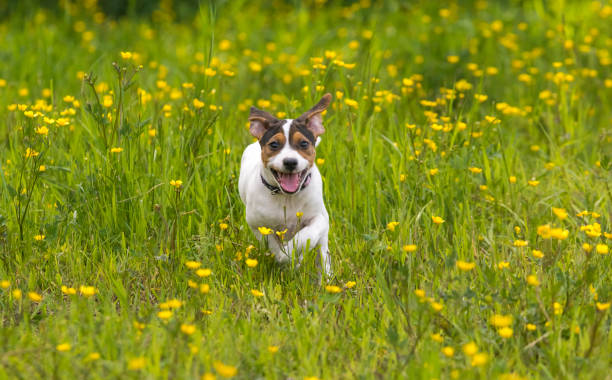 istock Dog puppy running 807725638