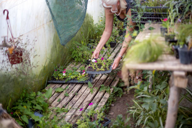 istock florist looking after decorative plants in greenhouse 807739108