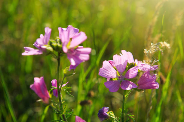 istock Wild mallow flowers isolated 807739118