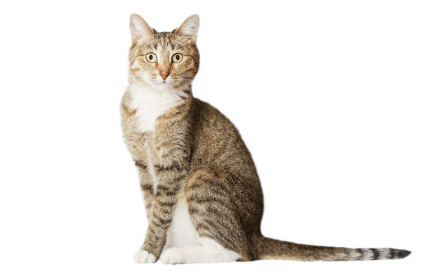 istock Cat sits and looks directly in camera 807743090