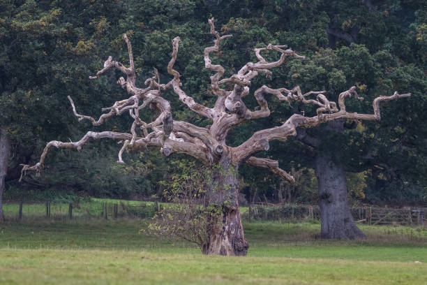 istock Old dry oak tree in the background of the forest 807759524