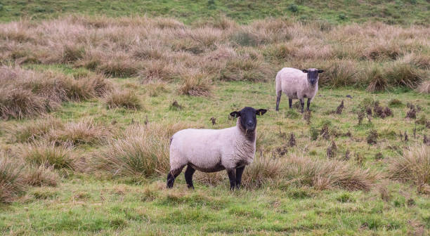 istock Two sheep graze on the autumn pasture 807759790