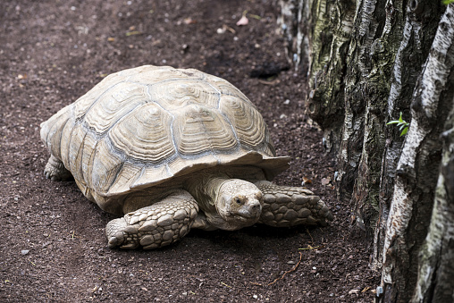 Aldabra giant tortoise walking on soil.