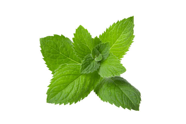 menta, bálsamo de limón sobre fondo blanco - mint leaf peppermint green fotografías e imágenes de stock