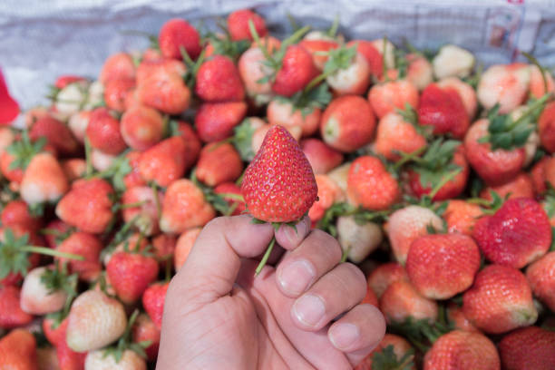 background from freshly harvested strawberries, directly above