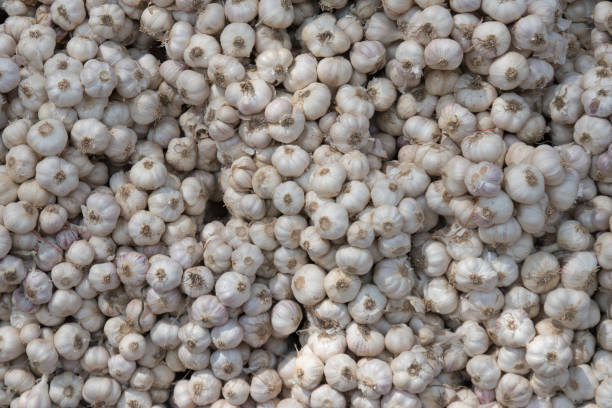 istock plenty of garlic fresh from the field 807763476