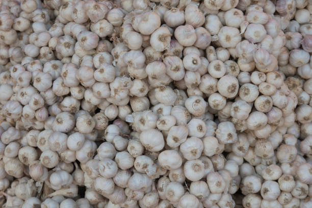 istock plenty of garlic fresh from the field 807763768