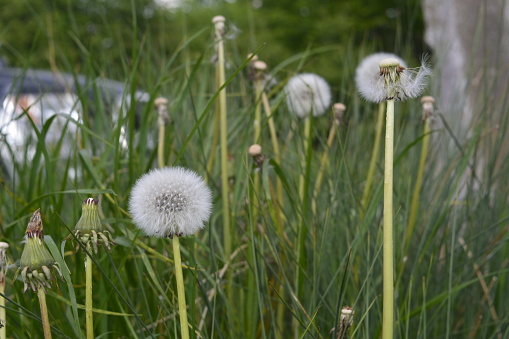 Dandelion, meadow, grass, nature