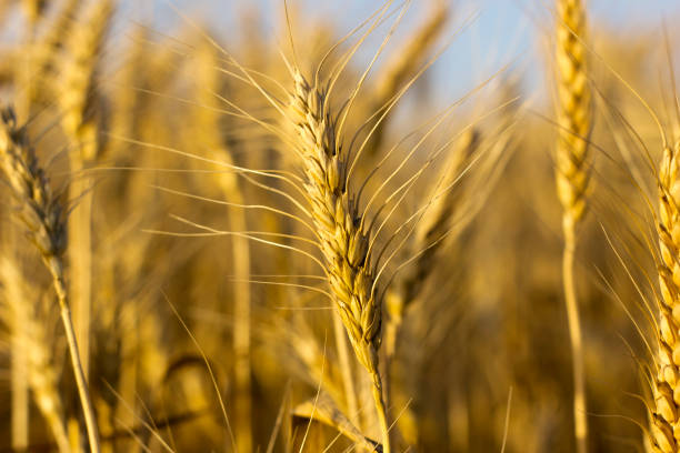 istock Yellow ripe ears of wheat 807775826