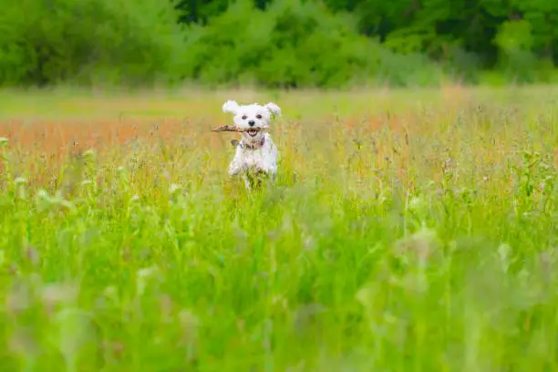Dog in fetching stick in field