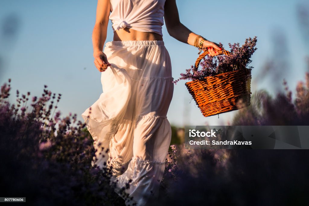 Woman on the meadow of lavender Woman in white dress running on lavender field with basket of flowers in her hands Adult Stock Photo