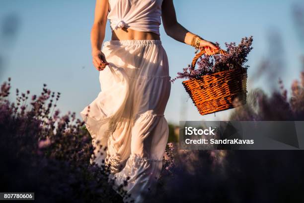 Woman On The Meadow Of Lavender Stock Photo - Download Image Now - Adult, Adults Only, Aromatherapy