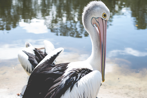 Large Australian pelican preening