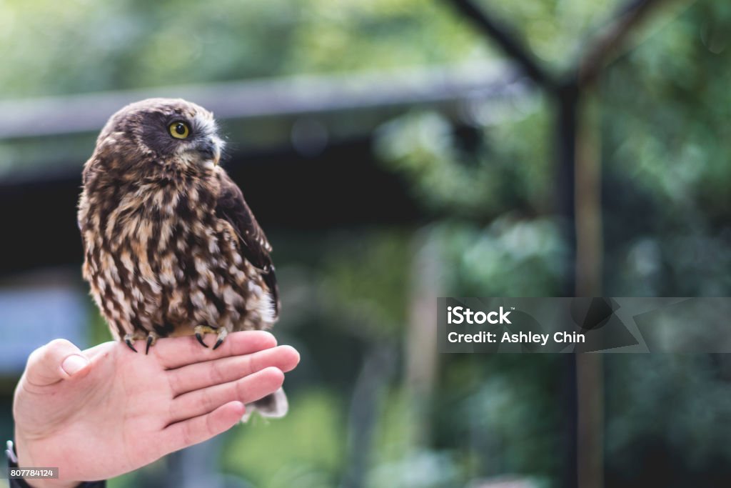 Tiny morepork owl (ruru) Tiny morepork owl (ruru), New Zealand native owl Animal Stock Photo