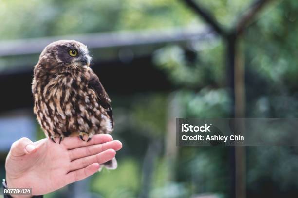 Tiny Morepork Owl Stock Photo - Download Image Now - Animal, Bird, Bird of Prey