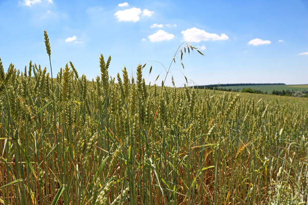 istock Green wheat field in the summer 807786748