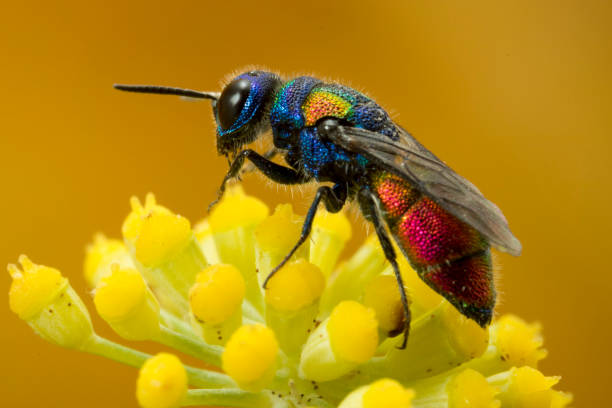 istock Cuckoo Wasp macro photograph 807791374