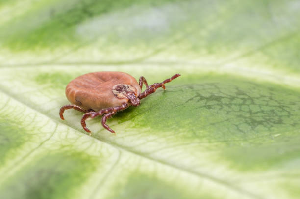istock The tick is sitting on a green leaf 807791426