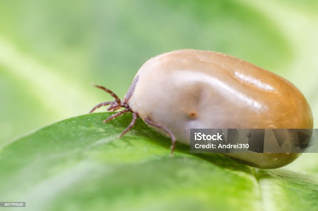 Filled With Blood The Tick Sits On A Green Leaf Stock Photo - Download Image Now - Above, Acari, Animal - iStock Filled With Blood The Tick Sits On A Green Leaf Stock Photo - Download Image Now - Above, Acari, Animal - iStock