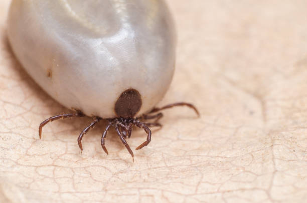 istock Tick filled with blood sitting on human skin 807791644