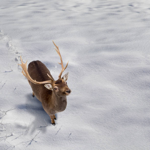 istock Background for Christmas card with deer in the snow and copyspace for text 807811626