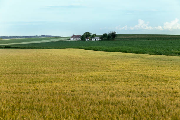 istock Cropland with a small group of cellars. 807817024