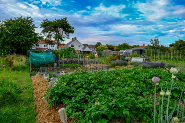 istock Allotment plot with crop of potatoes and onions 807822744