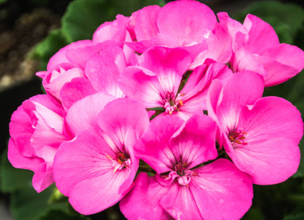 istock Blush of Pink 807822912