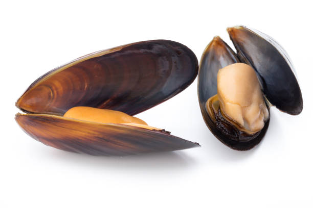 istock Mussels isolated on white background. Sea food. 807828558