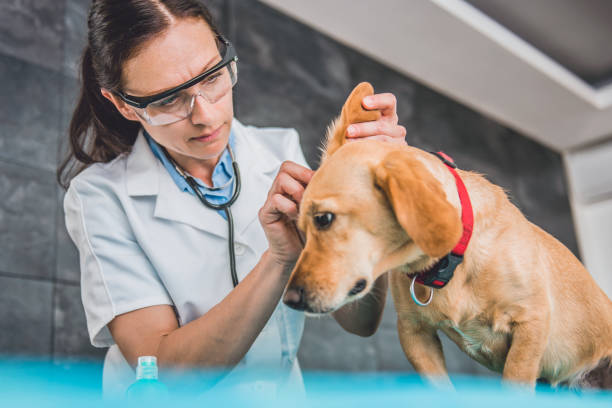 istock Veterinarian cleaning dog ears 807828628