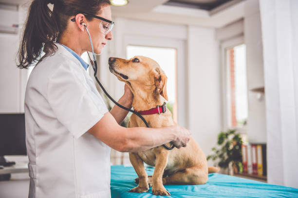 獣医調べる犬 - vet veterinary medicine pets dog ストックフォトと画像