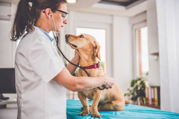 veterinarian examining dog - veterinary medicine imagens e fotografias de stock