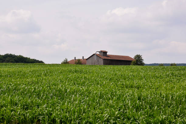 View of Cultivated Field in the countryside Photo Picture View of Cultivated Field in the countryside university of missouri columbia stock pictures, royalty-free photos & images