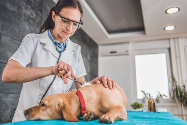 istock Injured dog receiving first aid 807832912