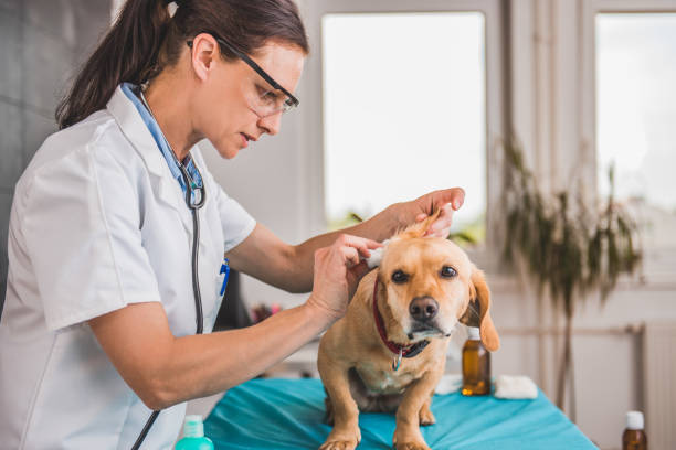 istock Veterinarian cleaning dog ears 807833080