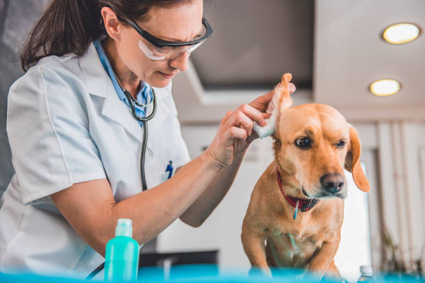 istock Veterinarian cleaning dog ears 807833246