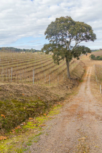 istock Vineyards in winter, Vale dos Vinhedos valley 807833284