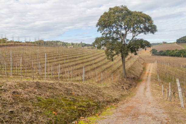 istock Vineyards in winter, Vale dos Vinhedos valley 807833344