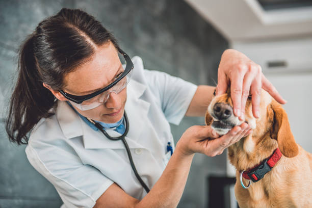 istock Veterinarian Examining Dog tooth 807833352